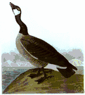 genus Branta - wild geese