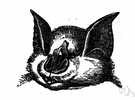 horseshoe bat - any of numerous bats of the family Hipposideridae of northwest Africa or Philippines or Australia having a horseshoe-shaped leaf on the nose