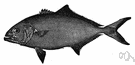 rudderfish - fish having the habit of following ships