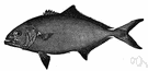Seriola zonata - fish having the habit of following ships