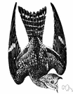 nightbird - a person who likes to be active late at night