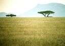 Acacia xanthophloea - African tree supposed to mark healthful regions