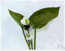 wild calla - plant of wetlands and bogs of temperate regions having small greenish flowers partly enclosed in a white spathe and red berries