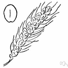 caryopsis - dry seed-like fruit produced by the cereal grasses: e.g. wheat, barley, Indian corn