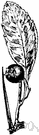 Crataegus crus-galli - eastern United States hawthorn with long straight thorns
