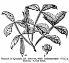 bitterwood - handsome South American shrub or small tree having bright scarlet flowers and yielding a valuable fine-grained yellowish wood