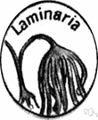laminaria - type genus of the family Laminariaceae: perennial brown kelps