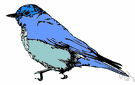 fairy bluebird - fruit-eating mostly brilliant blue songbird of the East Indies