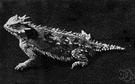 genus Phrynosoma - horned lizards