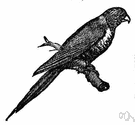 Trichoglossus moluccanus - a kind of lorikeet