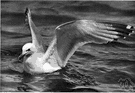 Larus - type genus of the Laridae