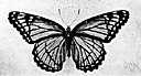 Limenitis archippus - showy American butterfly resembling the monarch but smaller