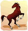 wild horse