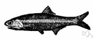 Engraulis - type genus of the family Engraulidae