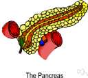 arteria pancreatica - a branch of the splenic artery that supplies the pancreas