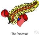 pancreatic artery - a branch of the splenic artery that supplies the pancreas
