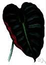 elephant ear - any plant of the genus Alocasia having large showy basal leaves and boat-shaped spathe and reddish berries