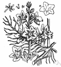 Hottonia palustris - featherfoil of Europe and western Asia having submerged and floating leaves and violet flowers