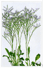 Limonium - sea lavender
