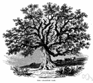 cow oak - medium to large deciduous tree of the eastern United States
