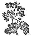 Zygophyllaceae - small trees, shrubs, and herbs of warm arid and saline regions