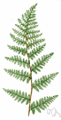 Cheilanthes - small evergreen ferns: lipferns