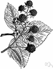 apomictical - of or relating to a plant that reproduces by apomixis