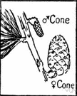 evolutionary - of or relating to or produced by evolution