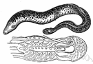 lamprey - primitive eellike freshwater or anadromous cyclostome having round sucking mouth with a rasping tongue