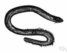 Anguis - type genus of the Anguidae: blindworms