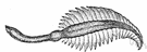 genus Pennatula - type genus of the family Pennatulidae: sea pens