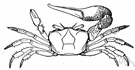 genus Uca - fiddler crabs