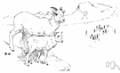 Ovis montana dalli - large white wild sheep of northwestern Canada and Alaska