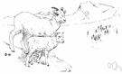 white sheep - large white wild sheep of northwestern Canada and Alaska