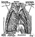visceral pleura - pleura that covers the lungs