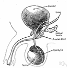 male internal reproductive organ - the reproductive organs of a man