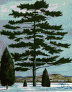 Dacrydium cupressinum - tall New Zealand timber tree