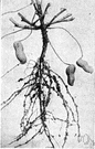 Arachis hypogaea - widely cultivated American plant cultivated in tropical and warm regions