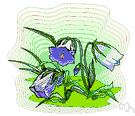 spreading bellflower - European perennial bellflower that grows in clumps with spreading stems and blue or white flowers