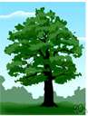 European turkey oak