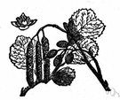 European black alder - medium-sized tree with brown-black bark and woody fruiting catkins