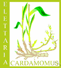 cardamom - rhizomatous herb of India having aromatic seeds used as seasoning