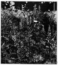 milk-vetch - any of various plants of the genus Astragalus