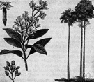 Cinchona pubescens - small tree of Ecuador and Peru having very large glossy leaves and large panicles of fragrant pink flowers