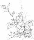 poison mercury - climbing plant common in eastern and central United States with ternate leaves and greenish flowers followed by white berries