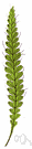 Trichomanes boschianum - a variety of bristle fern
