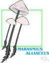 genus Marasmius - chiefly small mushrooms with white spores