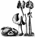 Helvella crispa - a helvella with a saddle-shaped fertile part and creamy color
