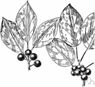buckthorn - a shrub or shrubby tree of the genus Rhamnus