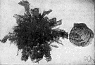 rose of Jericho - densely tufted fern ally of southwestern United States to Peru